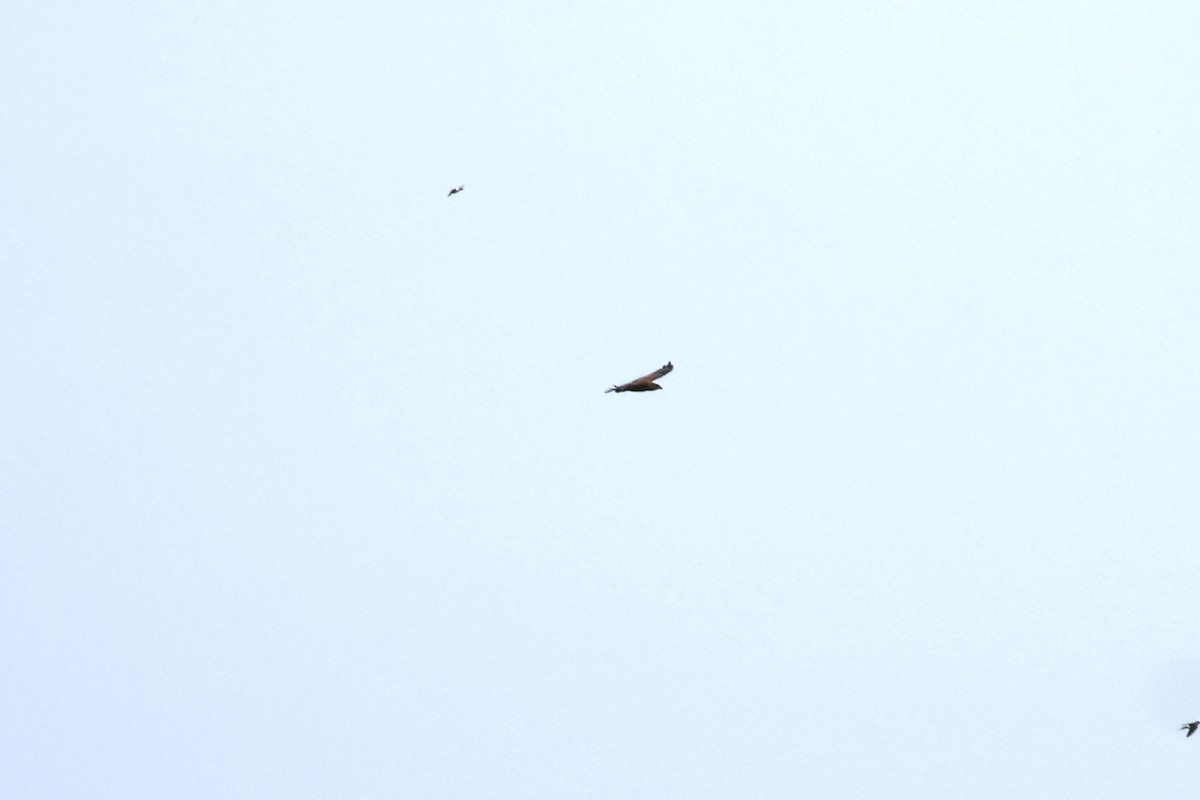 European Honey-buzzard - ML657197540