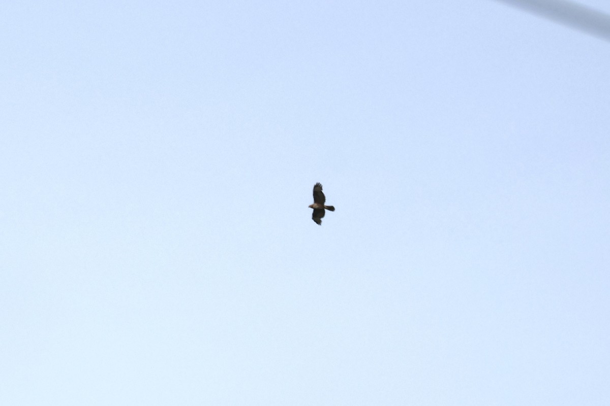 European Honey-buzzard - ML657197541