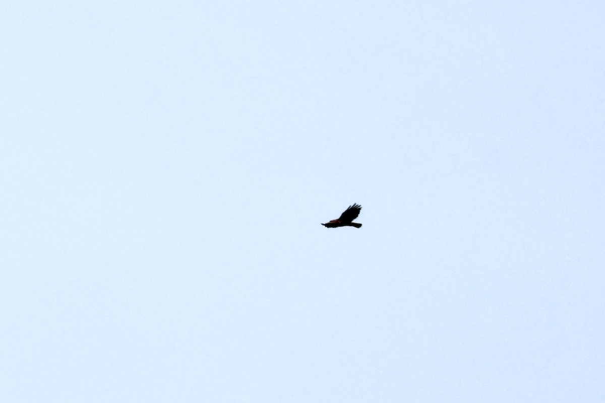 European Honey-buzzard - ML657197542