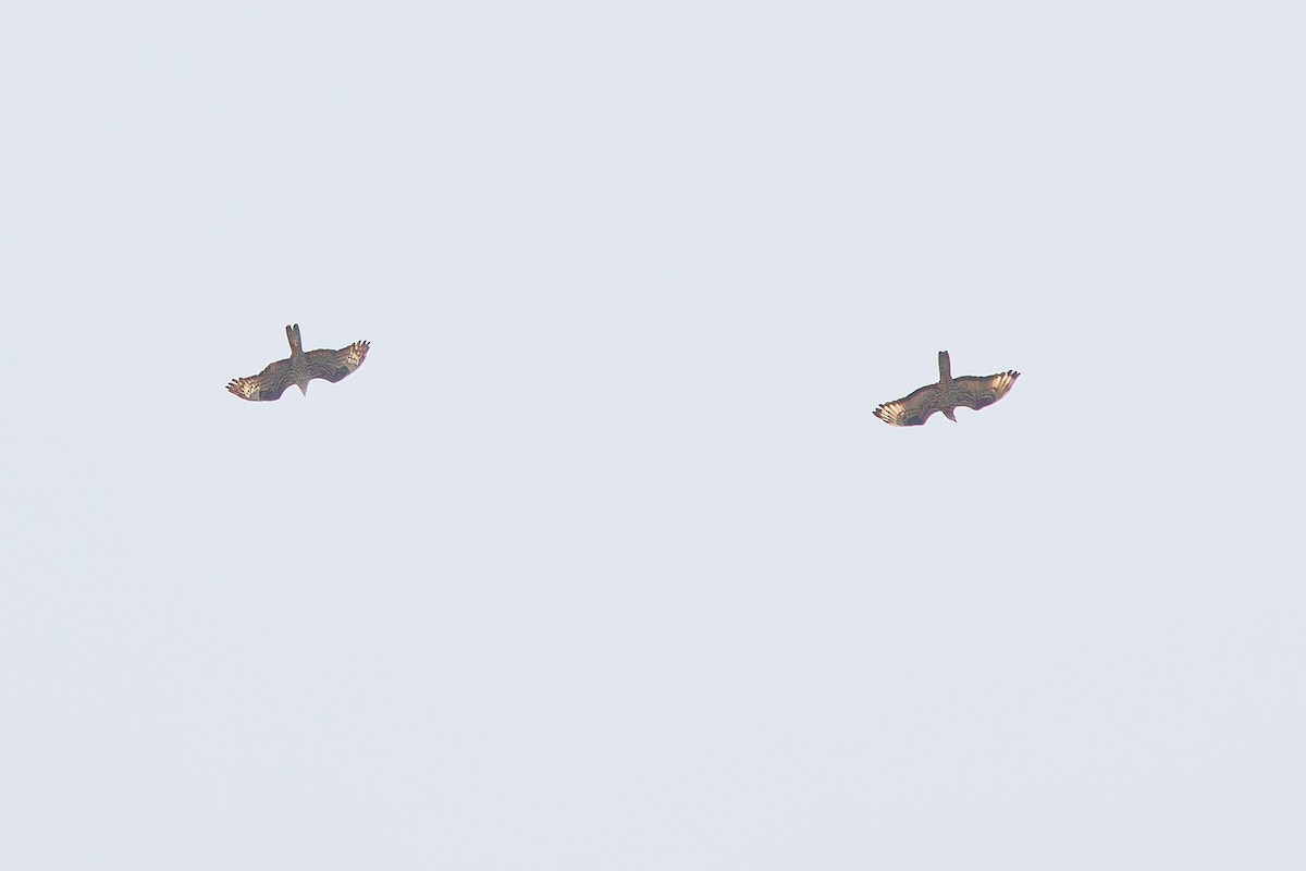 European Honey-buzzard - ML657198277