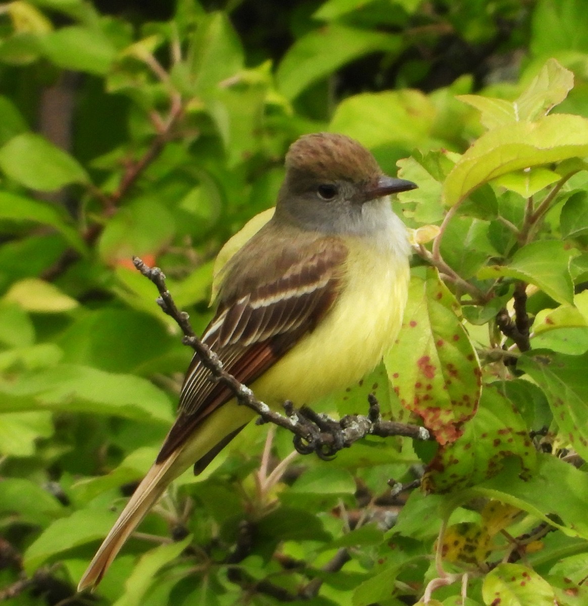 eBird Checklist - 11 May 2026 - SV Ridge - 42 species