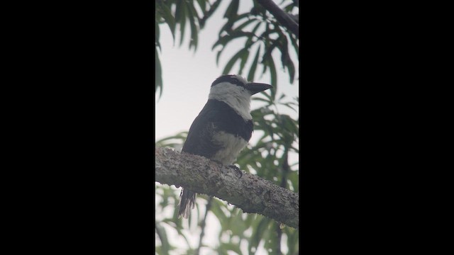 White-necked Puffbird - ML657200646