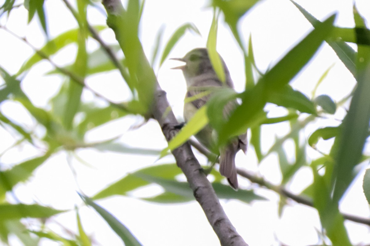 Eastern Warbling Vireo - ML657200662