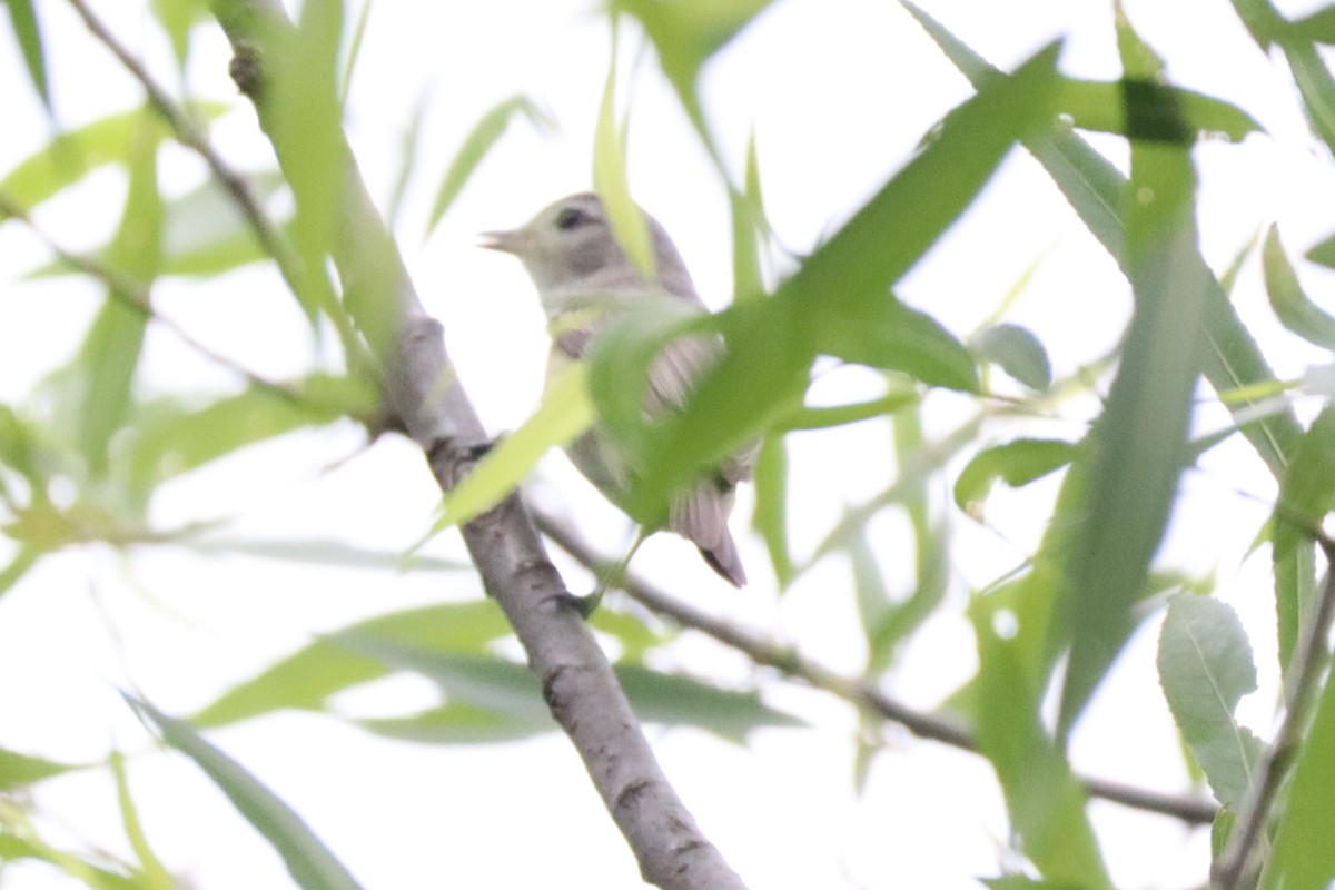 Eastern Warbling Vireo - ML657200663