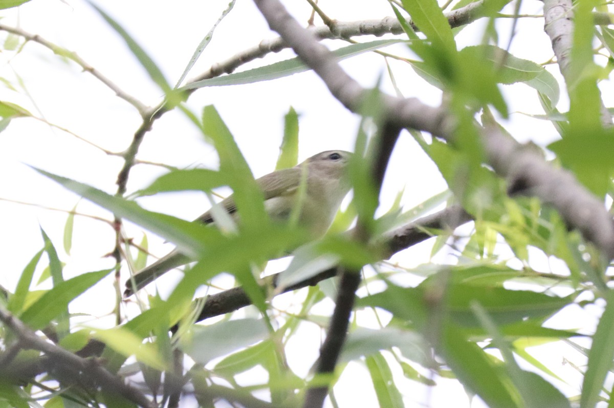 Eastern Warbling Vireo - ML657200664
