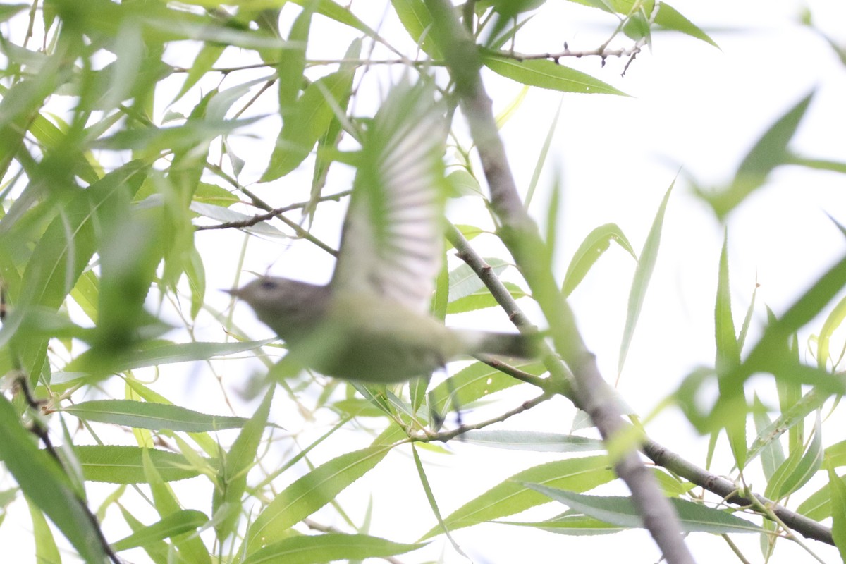 Eastern Warbling Vireo - ML657200665