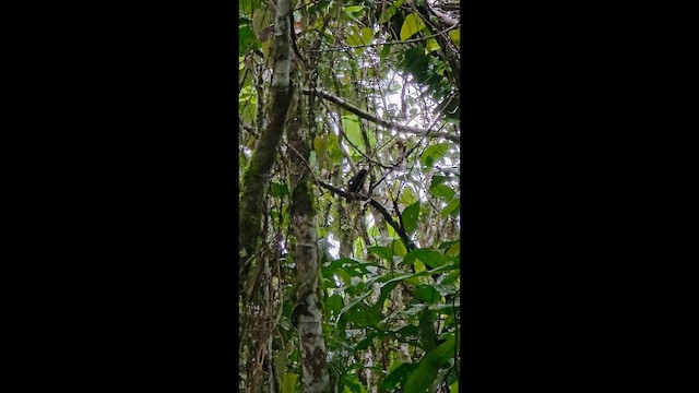 Cocha Antshrike - ML657200880