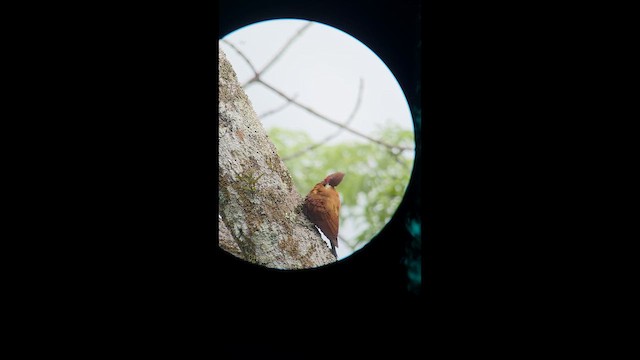 Waved Woodpecker (Scale-breasted) - ML657201084
