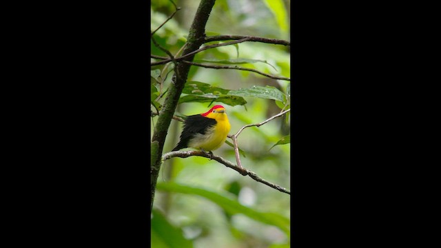 Wire-tailed Manakin - ML657201379