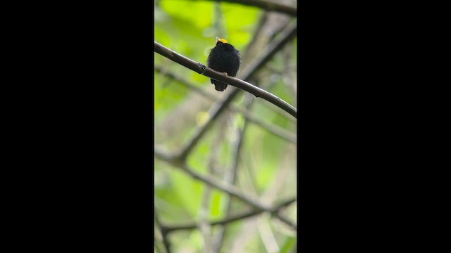 Golden-headed Manakin - ML657201511