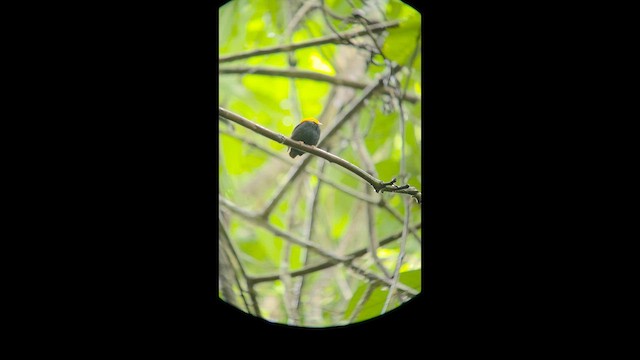 Golden-headed Manakin - ML657201696