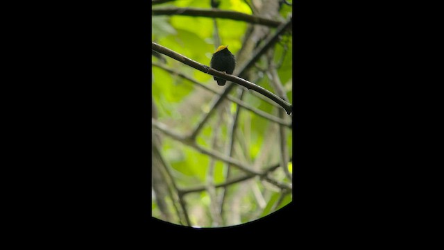 Golden-headed Manakin - ML657202019