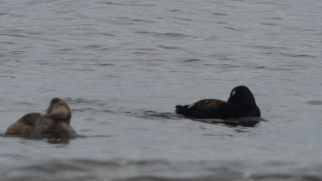 White-winged Scoter - ML657202518