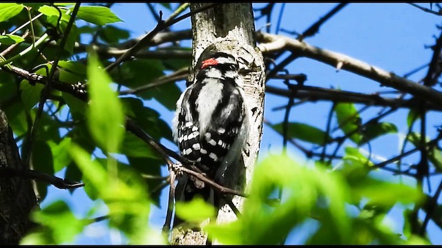 Downy Woodpecker - ML657202620