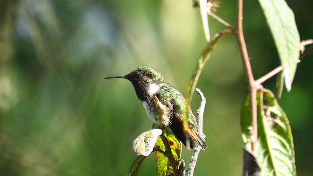 Wine-throated Hummingbird - ML657202694