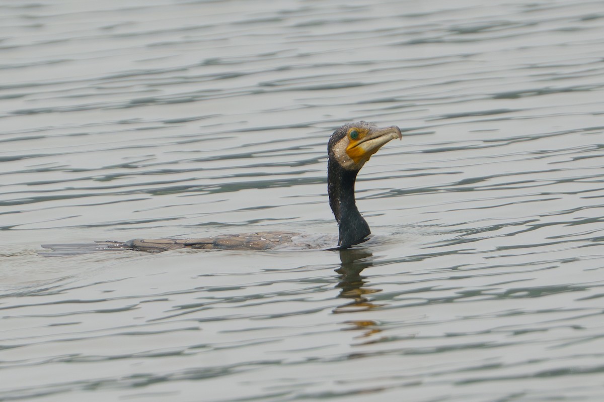 Cormorano - ML657203014