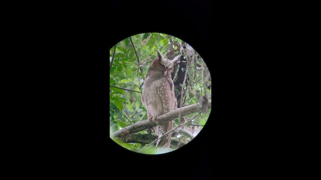 Crested Owl - ML657203209