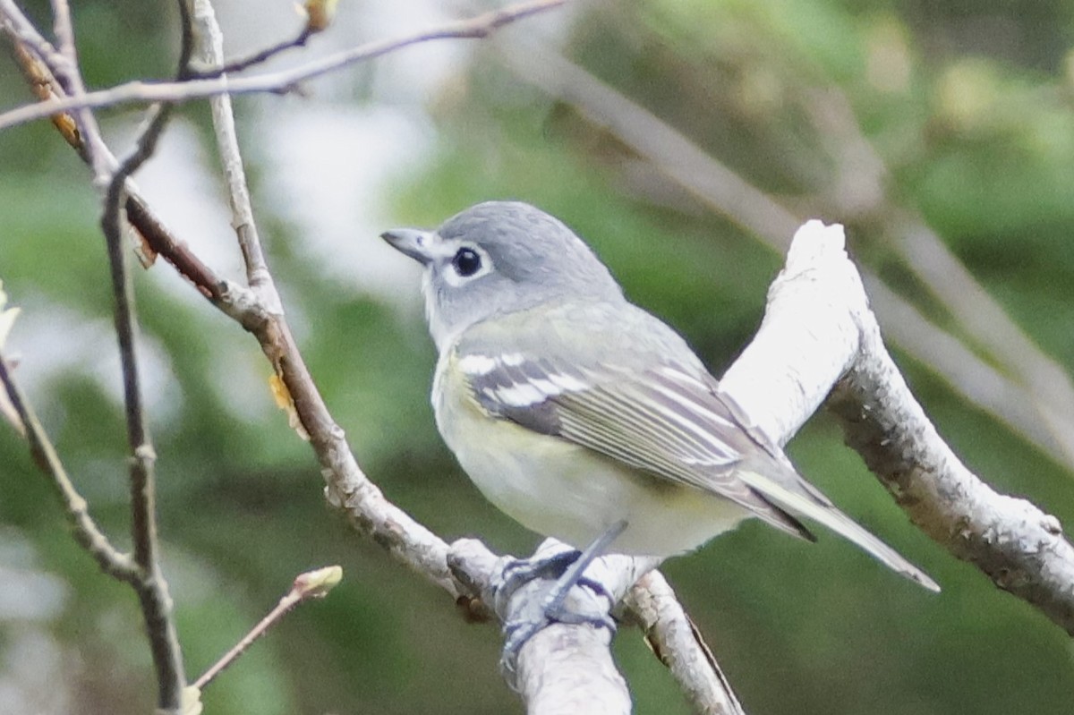 Graukopfvireo - ML657203566