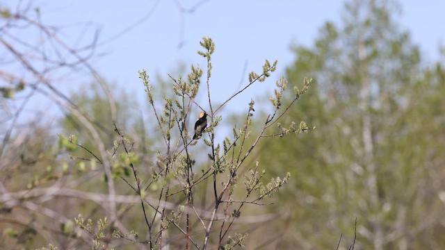 Bobolink - ML657203620