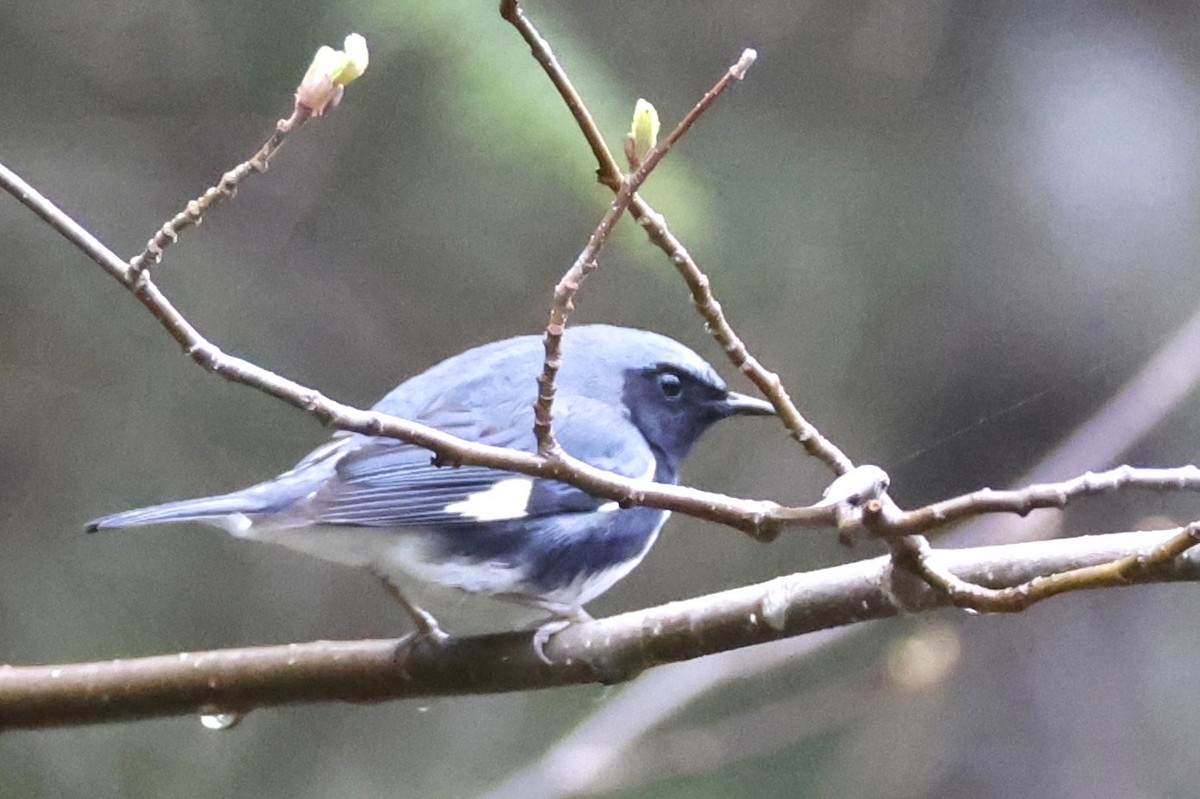 Blaurücken-Waldsänger - ML657203641