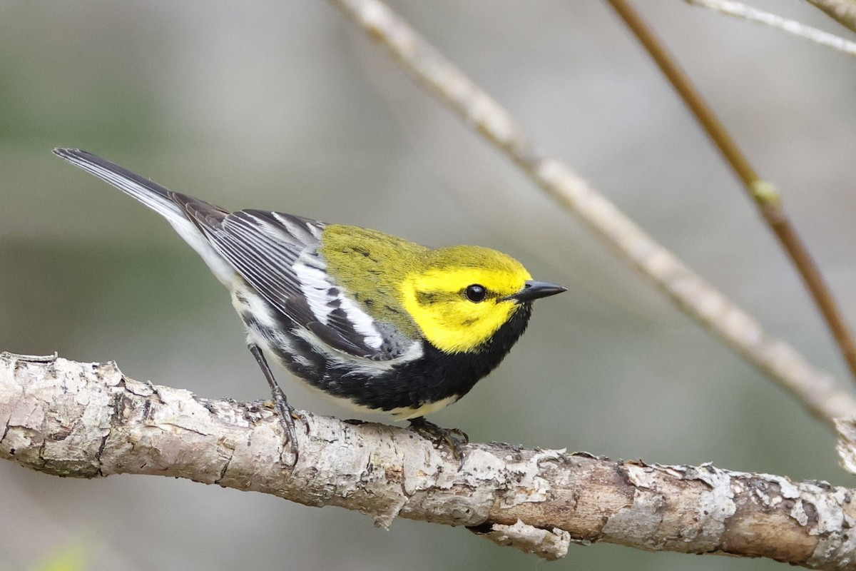 Grünmantel-Waldsänger - ML657203649