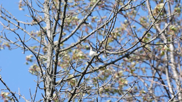 Eastern Warbling Vireo - ML657203681