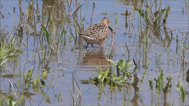 Short-billed Dowitcher (hendersoni) - ML657203701