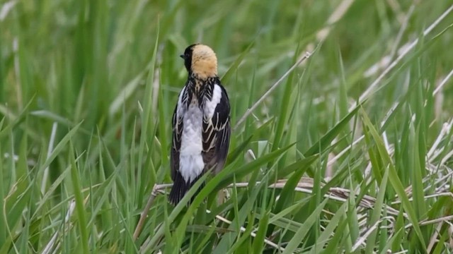 Bobolink - ML657203962