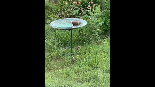 Common Yellowthroat - ML657204156