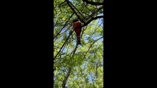 Coppery-tailed Trogon - ML657204278