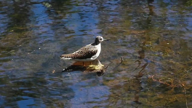 Solitary Sandpiper - ML657204392
