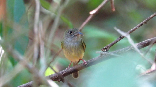Northern Bentbill - ML657204586