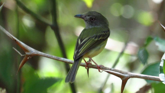 Northern Bentbill - ML657204590