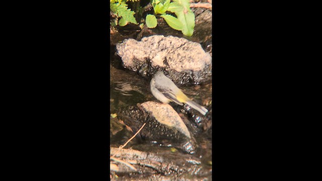 노랑할미새 - ML657204675