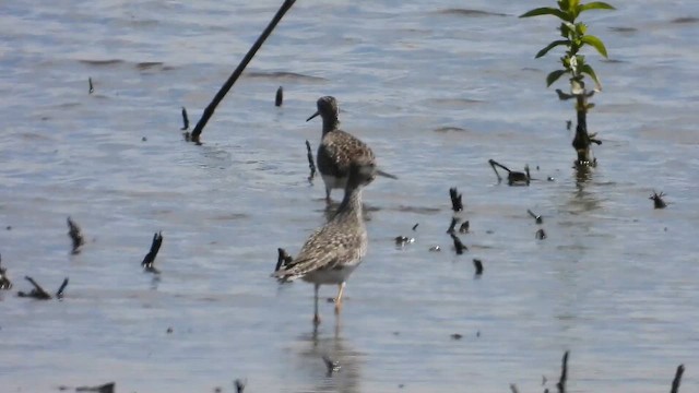 Lesser Yellowlegs - ML657204845