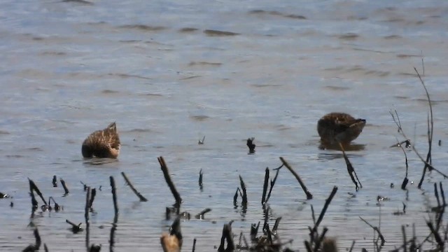 Short-billed Dowitcher - ML657205044