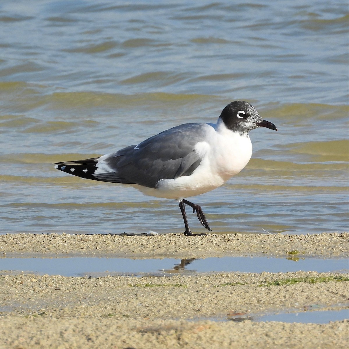 eBird Checklist - 9 May 2026 - Maumee Bay SP--Inland Beach - 9 species