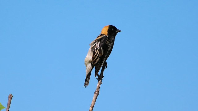 Bobolink - ML657205111