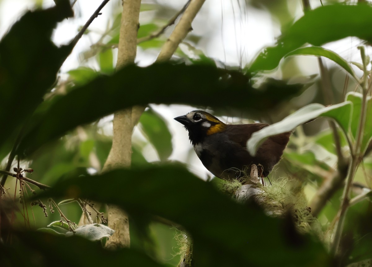 Gray-crowned Ground-Sparrow - ML657205114
