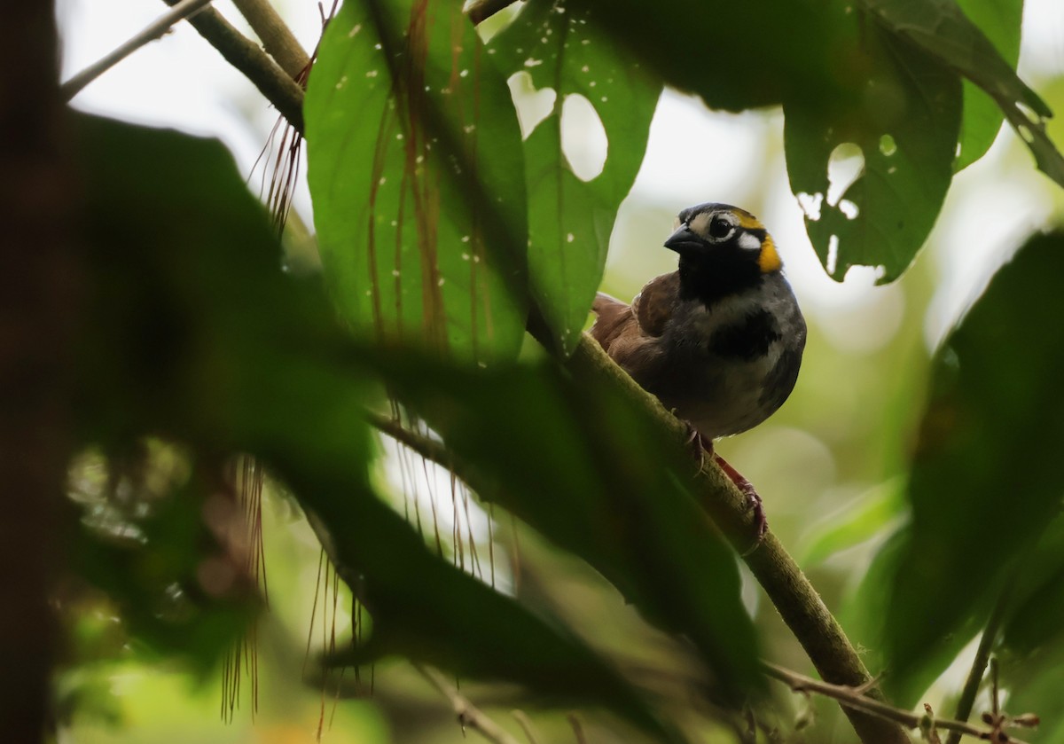 Gray-crowned Ground-Sparrow - ML657205116