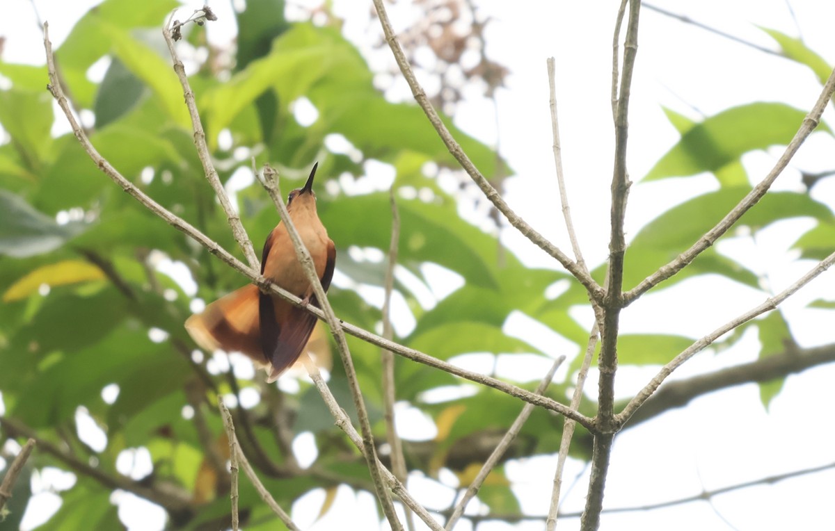 Rufous Sabrewing - ML657205140