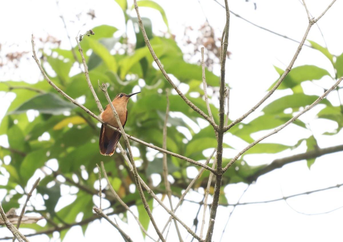 Rufous Sabrewing - ML657205141