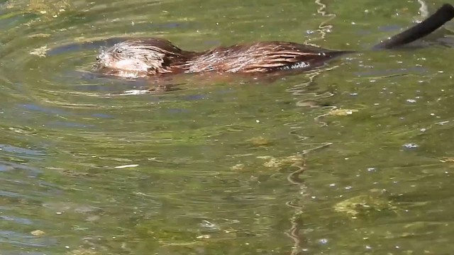 Eastern Muskrat - ML657205364