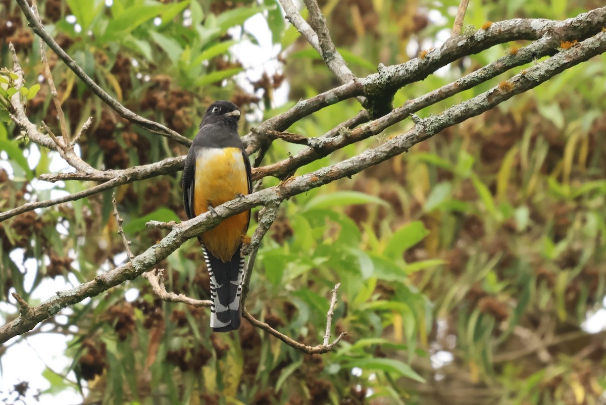 Gartered Violaceous Trogon - ML657205406