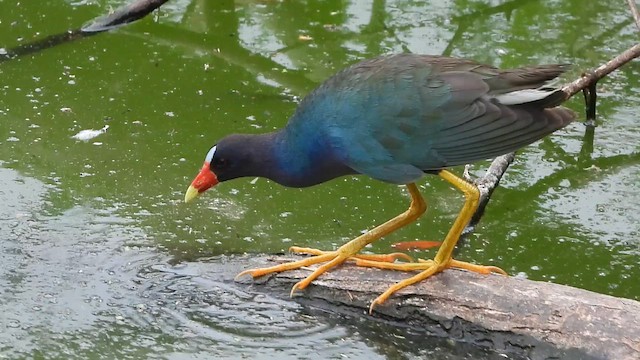 Purple Gallinule - ML657205616