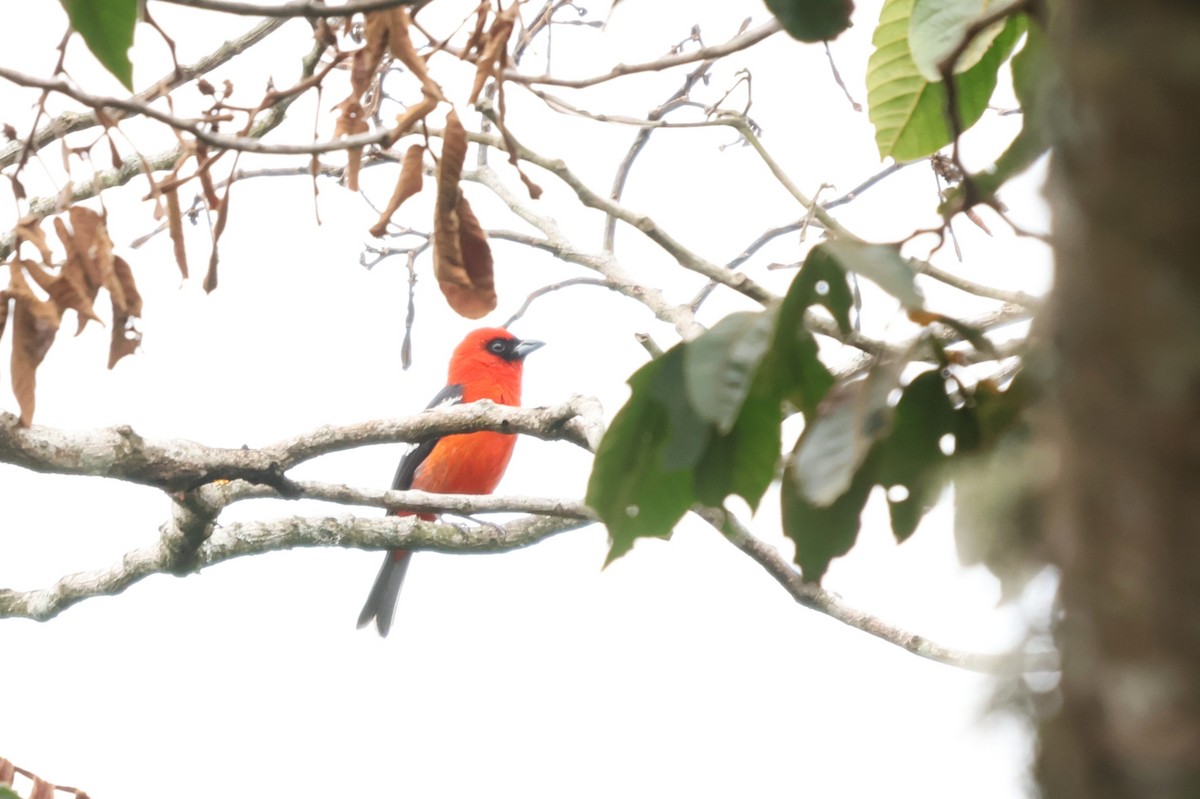 White-winged Tanager - ML657205720