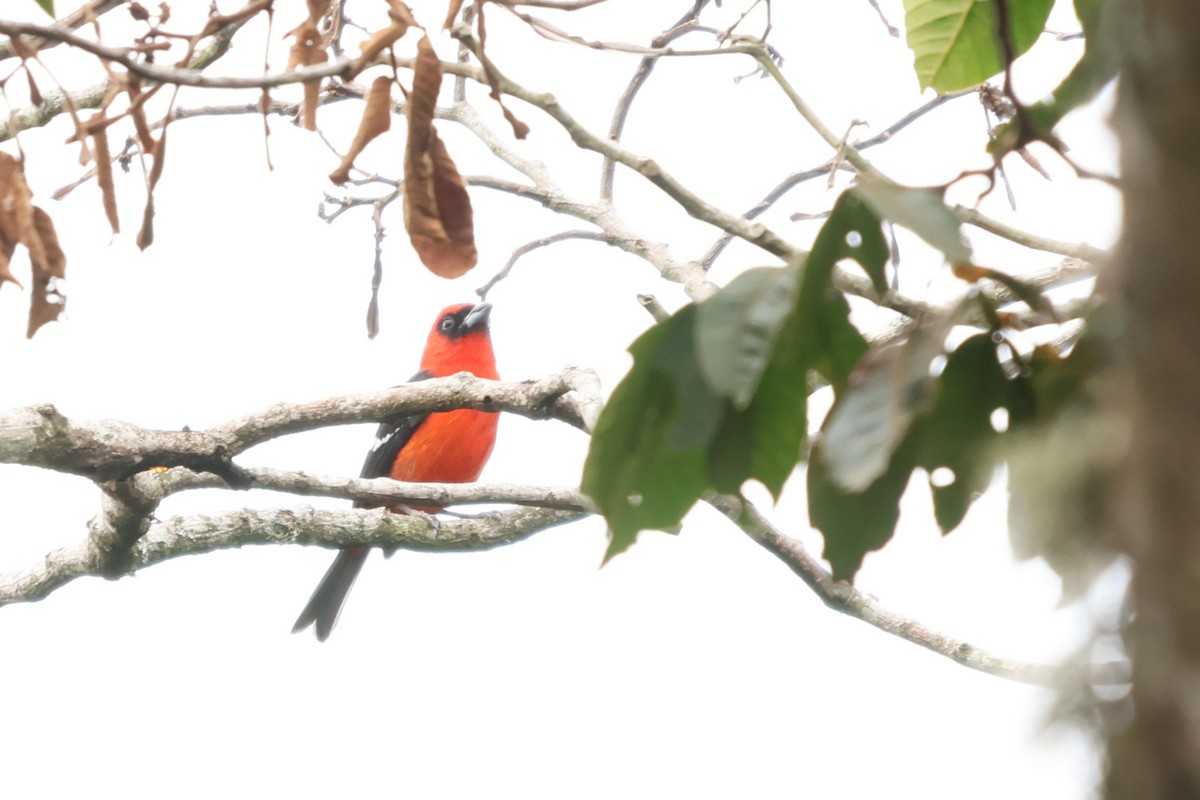 White-winged Tanager - ML657205721