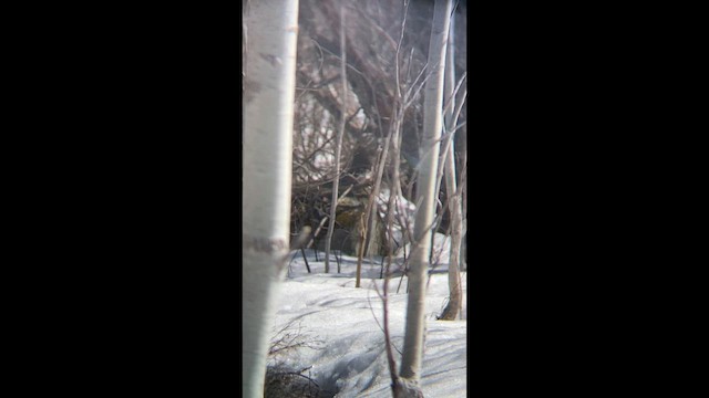 Ruffed Grouse - ML657205736