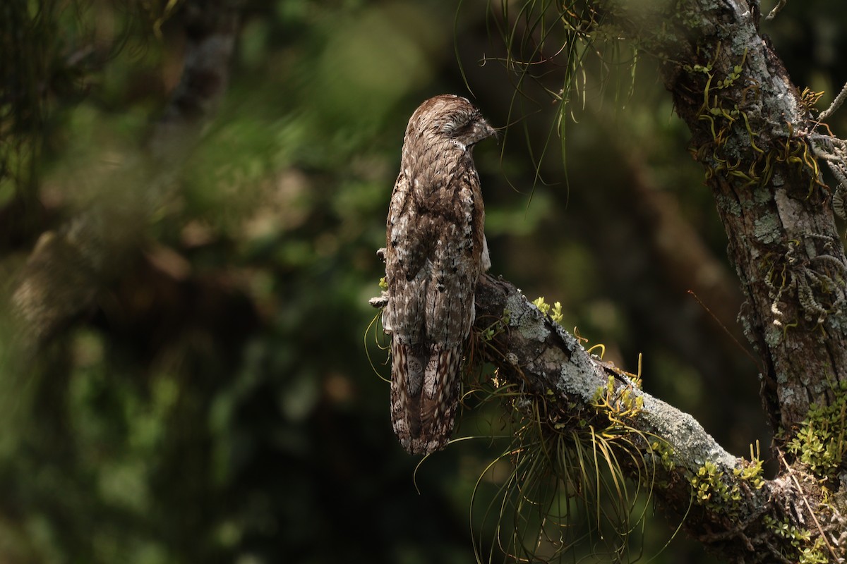 Northern Potoo - ML657205764