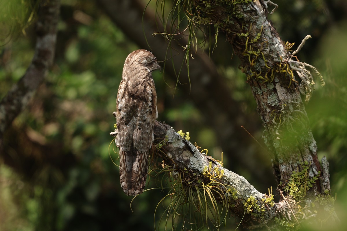 Northern Potoo - ML657205765
